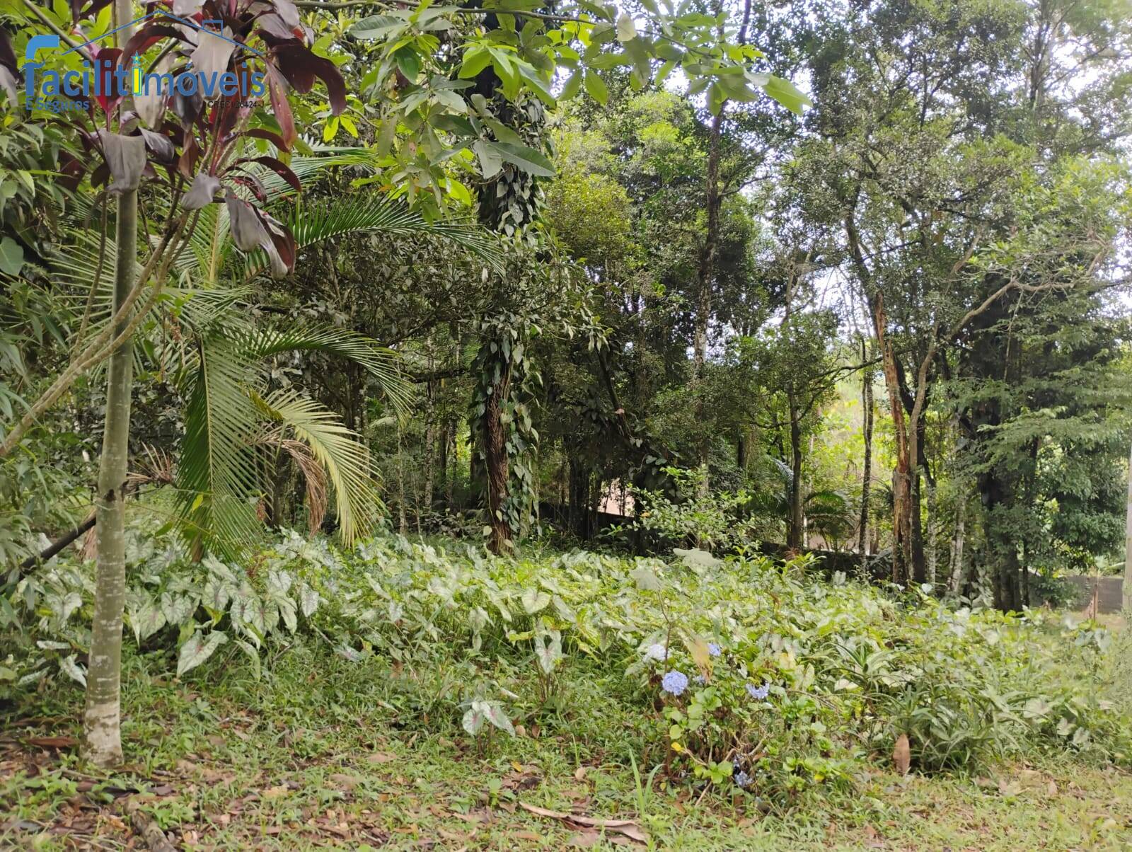 Chácara à venda com 3 quartos, 6007m² - Foto 7